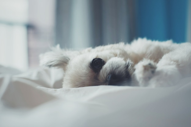 Chien doux si mignon race mélangée avec Shih-Tzu, Poméranie et Caniche dorment sur un lit