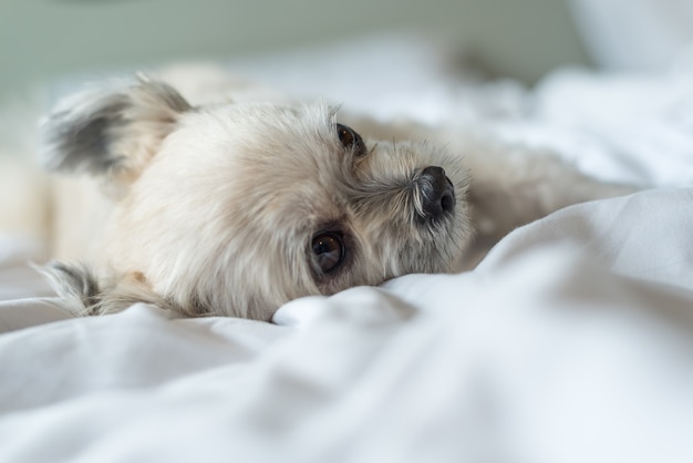 Chien doux si mignon race mélangée avec Shih-Tzu, Poméranie et Caniche dorment sur un lit