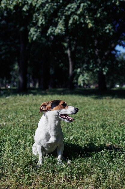 Chien drôle assis dans le parc