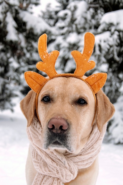 Chien drôle avec des bois sur fond d'hiver.