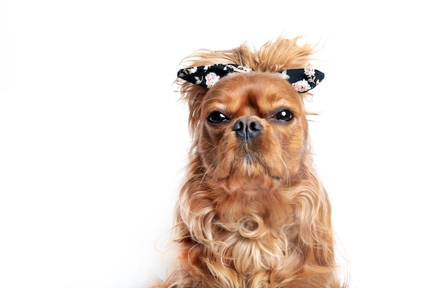 Chien drôle avec des cheveux en désordre isolé sur fond blanc