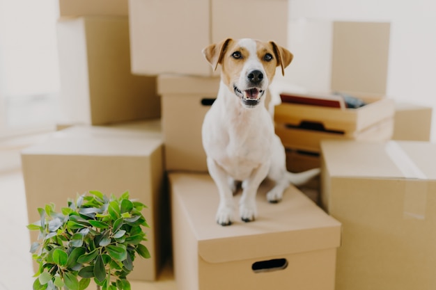 Chien drôle est assis sur des boîtes en carton,