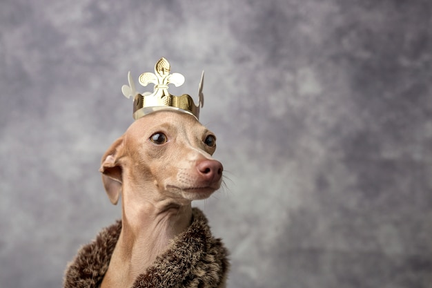 Chien drôle habillé comme un roi sorcier. Noël