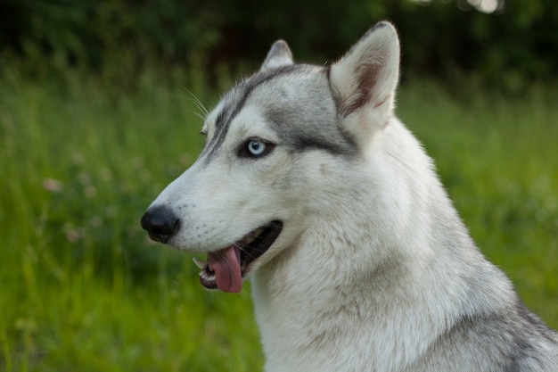 Un chien drôle. Husky sibérien dans un champ de pavot. Portrait d'un chien aux yeux bleus.