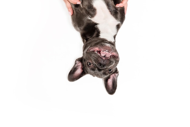 Chien drôle isolé sur blanc bouledogue français