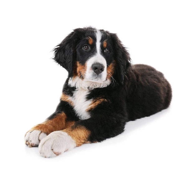 Chien drôle mignon sur fond blanc
