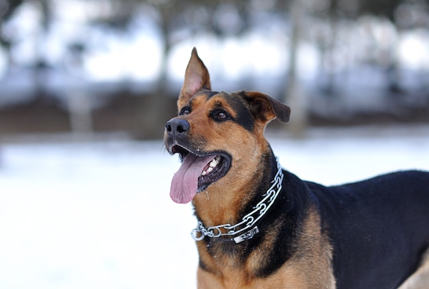 Chien drôle sur la neige