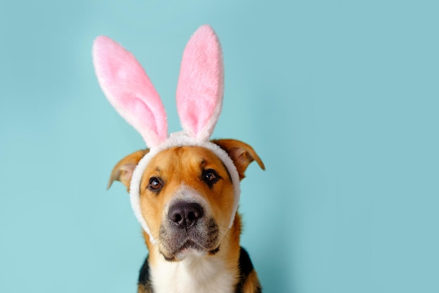 Chien drôle avec des oreilles de lapin sur le fond bleu. Chien consanguin de Pâques tricolore.