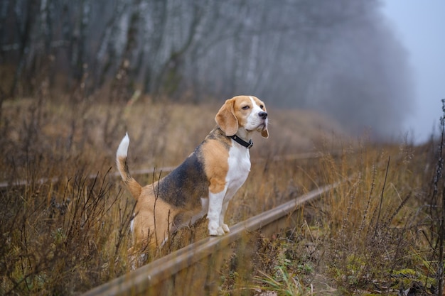 Chien drôle de race Beagle pour une promenade dans le parc d'automne dans un épais brouillard. Portrait d'un Beagle sur fond de paysage