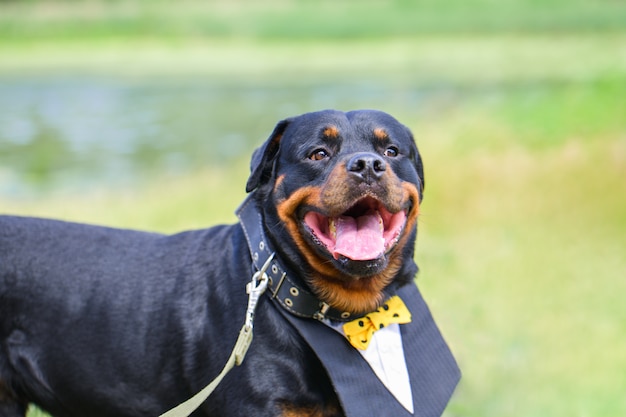 Chien drôle Rottweiler avec une belle chemise, collier souriant en été sur fond vert.