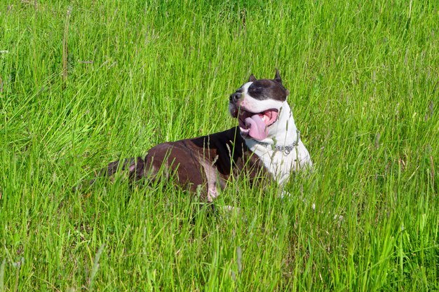 Chien drôle - Staffordshire terrier