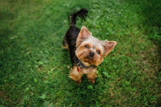 Chien drôle Yorkshire Terrier dans le jardin d'été