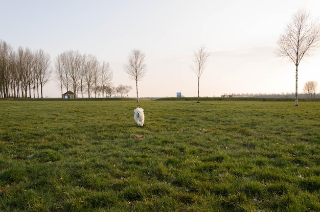 Photo le chien du parc oudekerkplas à amsterdam, aux pays-bas