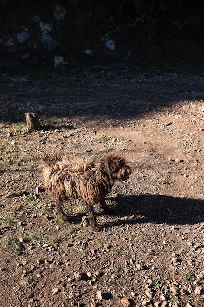 Photo chien d'eau espagnol