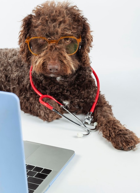 Photo un chien d'eau avec des lunettes et un stéthoscope devant un écran d'ordinateur portable