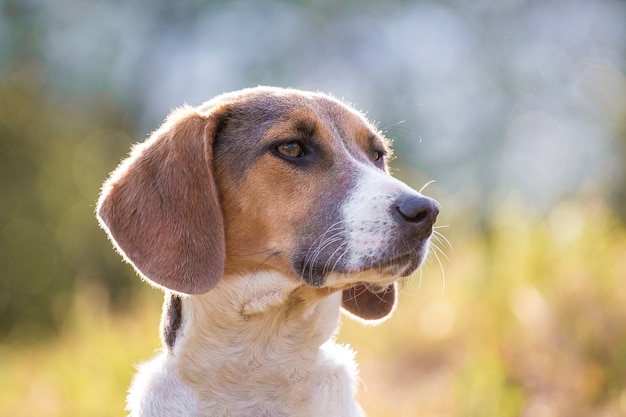 Chien élève un chien estonien, un portrait, sur un arrière-plan flou_