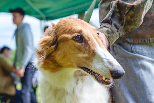 Le chien élève le lévrier russe près de son propriétaire, un portrait d'un chien en gros plan de profil