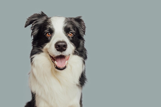 Chien émotionnel drôle mignon chiot border collie avec drôle de visage isolé sur fond gris mignon chien de compagnie concept de vie animale