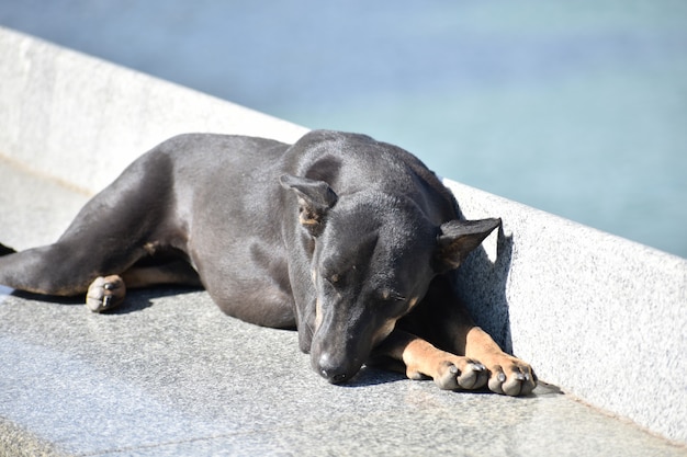 Chien endormi fond un animal