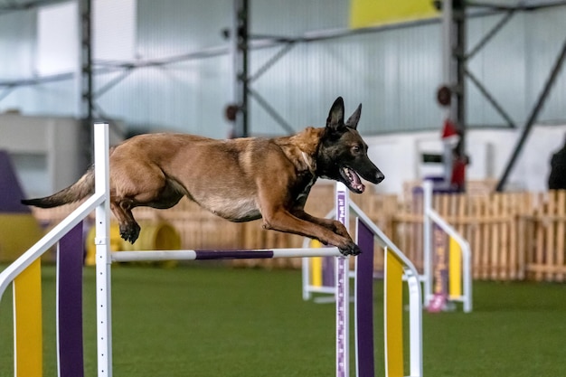 Chien énergique lors d'une compétition d'agilité mettant en valeur la vitesse et la détermination d'agilité