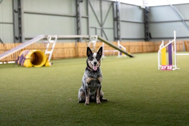 Chien énergique lors d'une compétition d'agilité mettant en valeur la vitesse et la détermination d'agilité