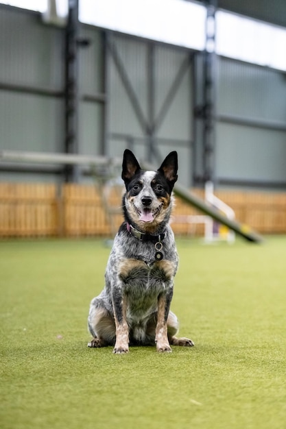 Chien énergique lors d'une compétition d'agilité mettant en valeur la vitesse et la détermination d'agilité