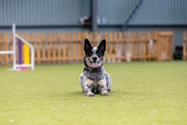 Chien énergique lors d'une compétition d'agilité mettant en valeur la vitesse et la détermination d'agilité