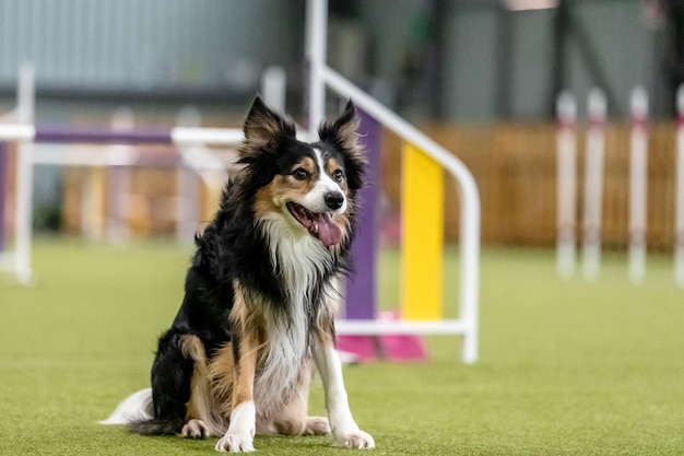 Chien énergique lors d'une compétition d'agilité mettant en valeur la vitesse et la détermination d'agilité