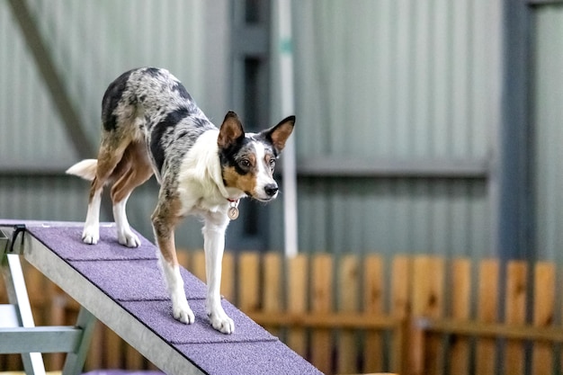 Chien énergique lors d'une compétition d'agilité mettant en valeur la vitesse et la détermination d'agilité