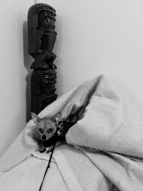 Photo un chien enveloppé dans une couverture sur le lit contre le mur.