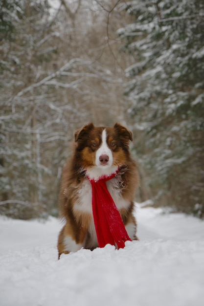 Chien enveloppé dans une écharpe tricotée rouge chaud assis dans la neige dans le parc Brown Australian Shepherd on walk