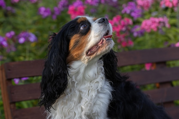 Le chien épagneul Cavalier King Charles dans le jardin sur un banc regarde au loin
