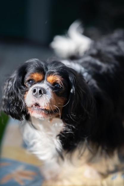 Chien épagneul Cavalier King Charles mignon posant dans les escaliers