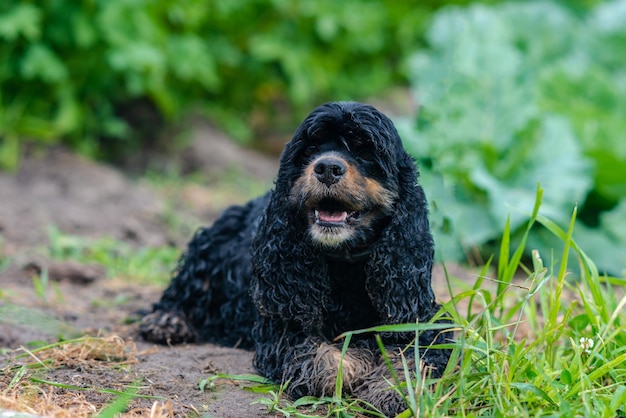 Chien épagneul noir très humide et sablonneux allongé dans l'herbe