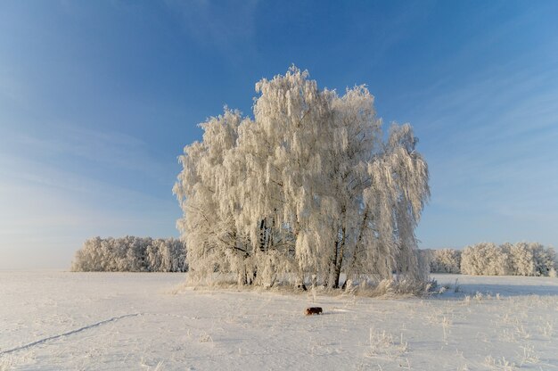 Chien épagneul pour une promenade contre un beau paysage d'hiver sur une journée ensoleillée glaciale