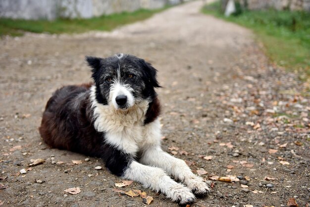 Un chien errant abandonné dans la rue.