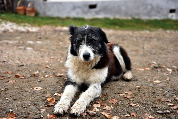 Un chien errant abandonné, triste et sans abri, allongé dans la rue.