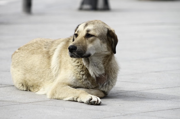 Chien errant allongé dans la rue