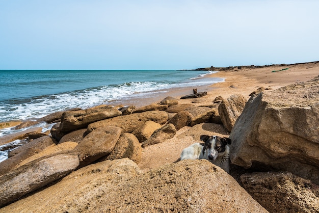 Chien errant au bord de la mer