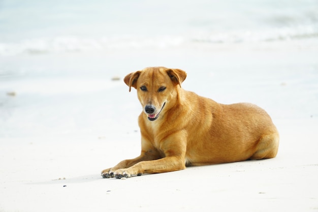 Un chien errant aux cheveux dorés dort sur la plage