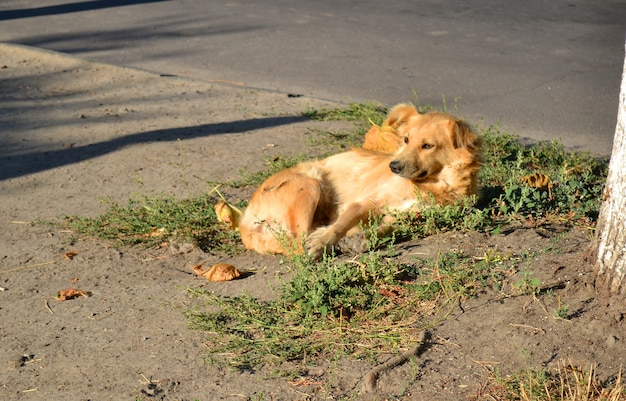 Un chien errant aux cheveux roux et dorés se trouve sur le sol près de l'arbre le matin ensoleillé.