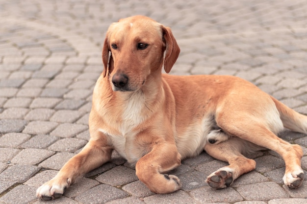 Un chien errant aux cheveux roux est allongé au milieu de la rue