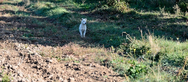 Chien errant blanc