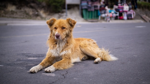 Chien errant couché sur le sol