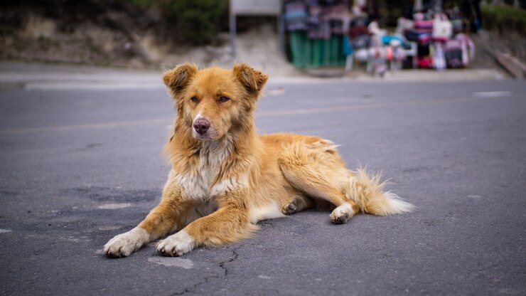 Chien errant couché sur le sol