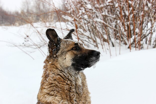 Un chien errant dans la neige