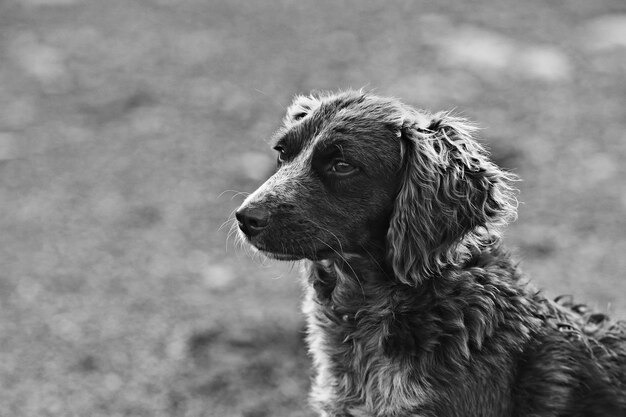 chien errant dans la rue, déchiquetage, refuge pour animaux de stérilisation, portrait de chien bâtard