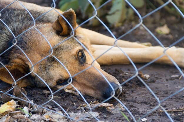 Chien errant enfermé victime d&#39;abus