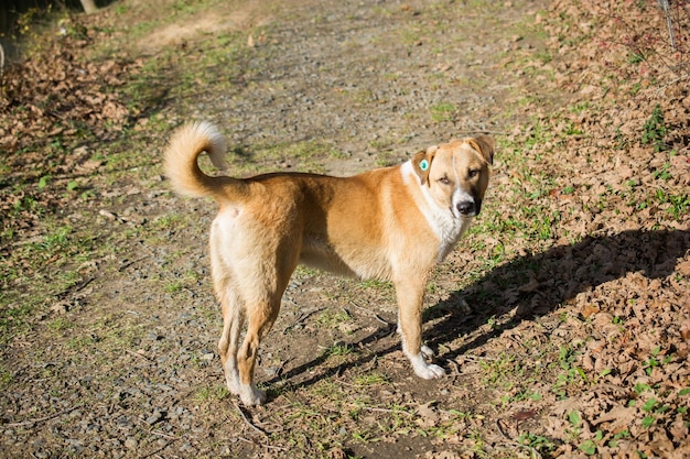 Chien errant est dans la rue comme concept solitaire