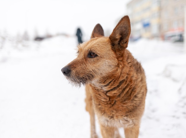 Photo chien errant en hiverportrait d'un chien errant de race mixte berger le chien cherche maître